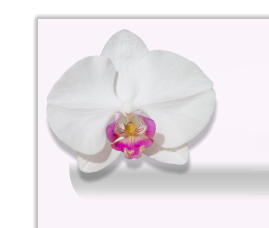 Petra Schauer Orchidee